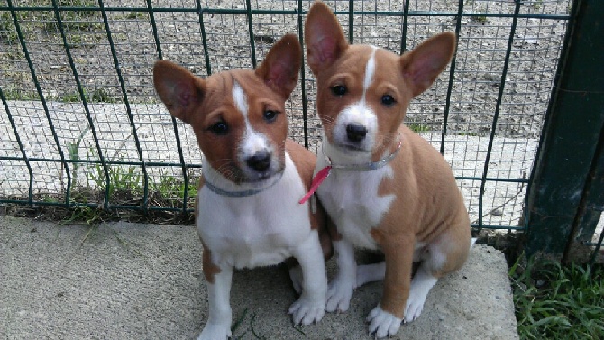 de la bergerie Barriera - LES  2 SOEURS  KHANA  ET  JASMINE  !!