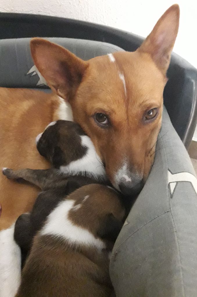 de la bergerie Barriera - nouvelles  photos  des chiots dans la rubrique chiots  !!!