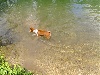  - les basenjis et la baignade !