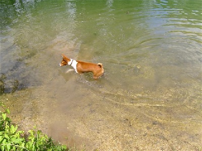 de la bergerie Barriera - les basenjis et la baignade !