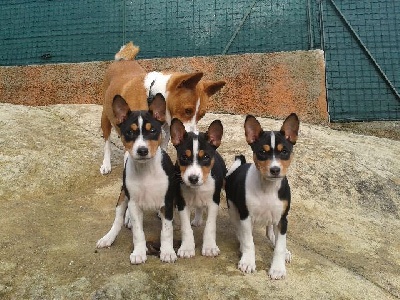 de la bergerie Barriera - CHIOTS MALES TRICOLORE