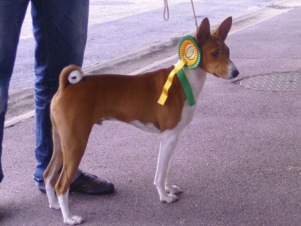 Daiku de la bergerie Barriera